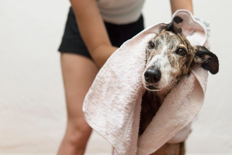 Temporada de pulgas y garrapatas: ¿qué cuidados debemos tener con nuestras mascotas?