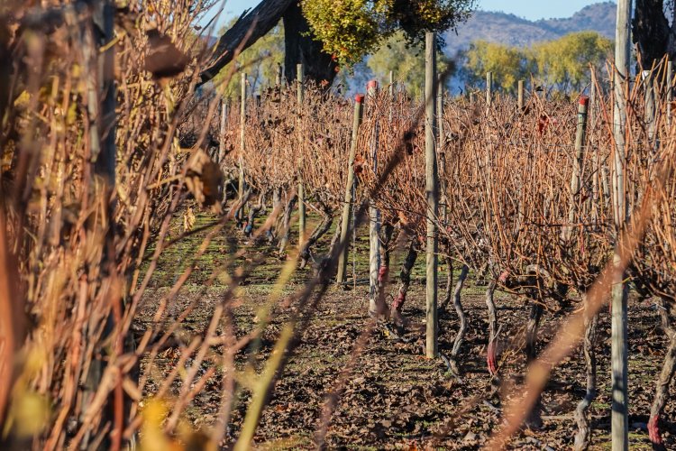 Desafíos del cambio climático en la vitivinicultura chilena