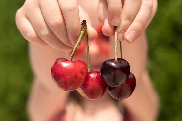 Chile lidera exportación de cerezas a China