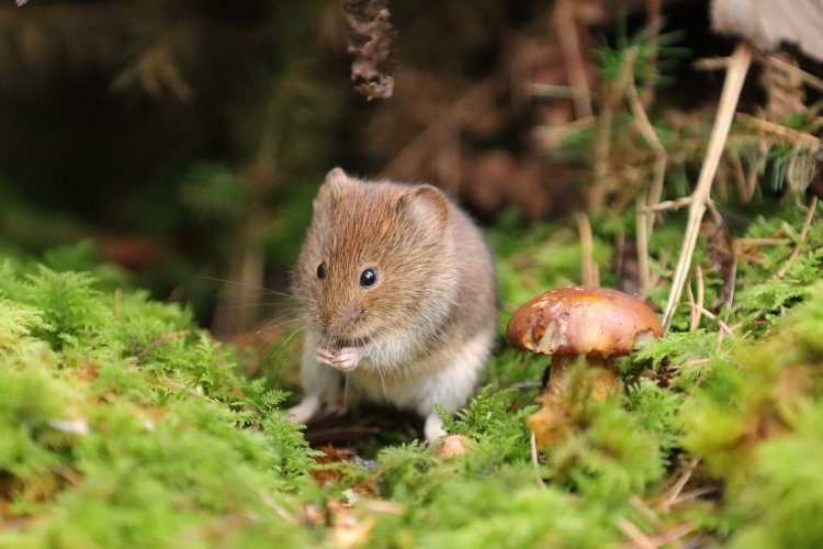 Alerta por hantavirus en Chile