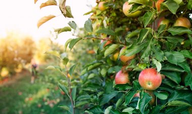 Brotaciones tempranas y estrés hídrico: doble desafío para el agro chileno en este invierno 2025