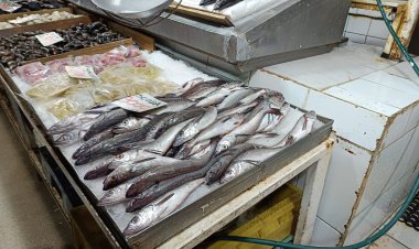 “Que no le vendan la pescá”: El 01 de septiembre comienza la veda de la merluza común