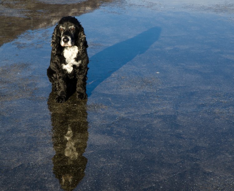Mal clima y mascotas desprotegidas: Qué sanciones arriesgan sus dueños