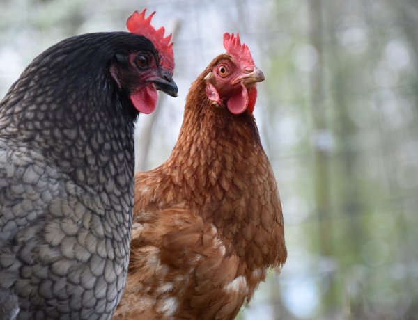 San Javier: pequeños productores avícolas participaron de capacitación sanitaria y de bioseguridad para potenciar su rubro