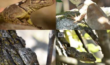 Pristidactylus en peligro: Investigación UOH alerta riesgos críticos sobre el “gruñidor de Valeria” y su microhábitat