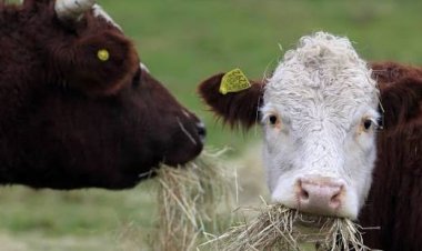 (VIDEO) Linares: Fiscalía formaliza a imputados por robo y faenamiento ilegal de un vacuno