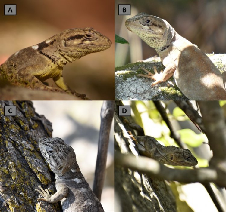 Pristidactylus en peligro: Investigación UOH alerta riesgos críticos sobre el “gruñidor de Valeria” y su microhábitat