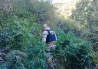(VIDEO) PDI decomisa más de mil platas de marihuana en operaciones simultáneos en Rauco y Constitución