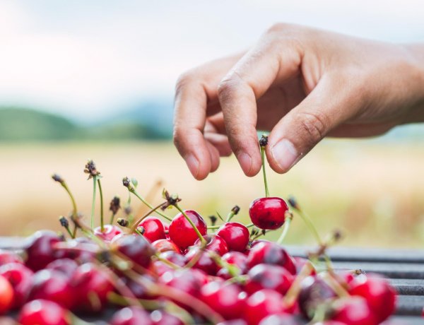 Cerezas: Cambio climático obliga a replantear estrategias en su producción