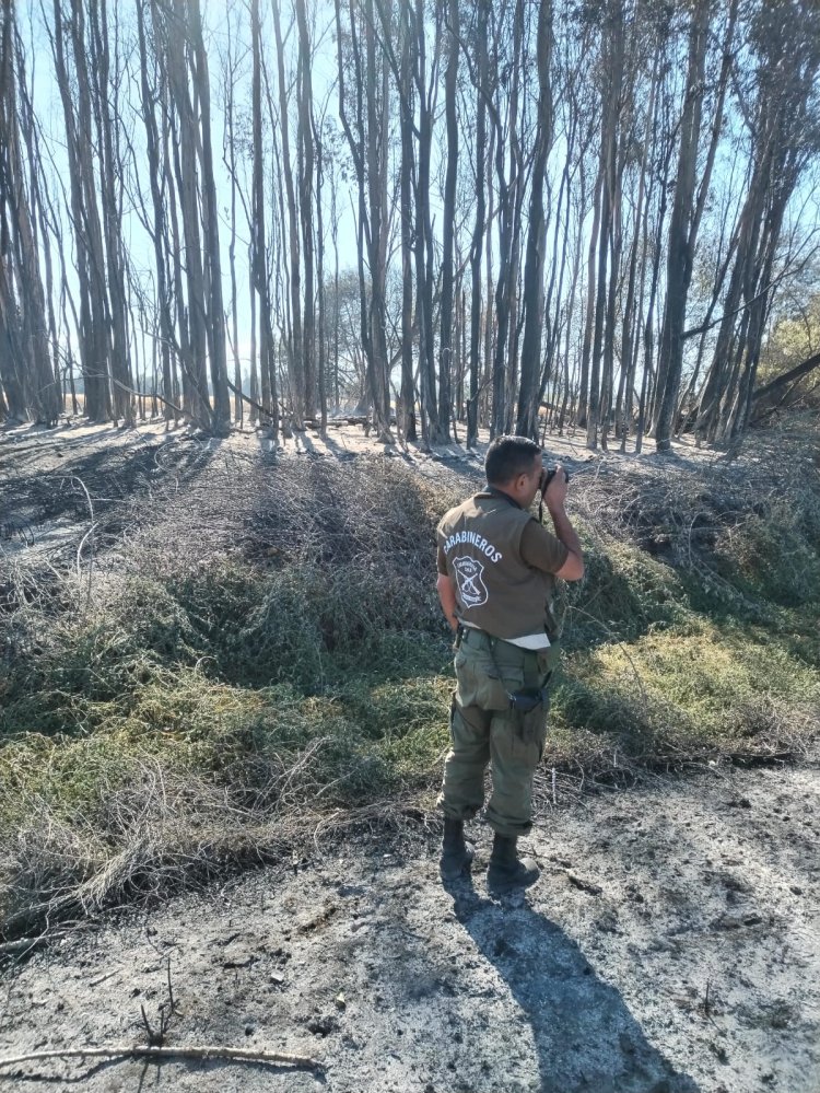 LABOCAR investiga origen de incendio que arrasó con 34 hectáreas de plantaciones de trigo y pastizales al interior de la localidad de San Juan en Linares