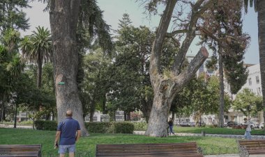 Talca despide peumo histórico con más de 150 años de antigüedad