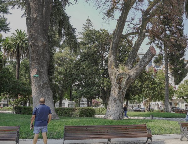 Talca despide peumo histórico con más de 150 años de antigüedad