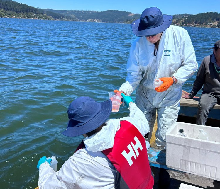Tecnología chilena busca devolver la vida al Lago Vichuquén