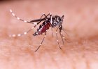 El mosquito que preocupa a las autoridades en Chile: ¿Qué es el Dengue, cómo cuidarse y por qué importa ahora?