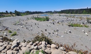 Difícil situación hídrica afecta al Maule