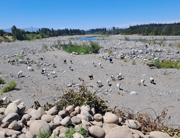 Difícil situación hídrica afecta al Maule