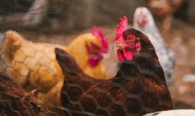 Nuevos casos de Gripe aviar en Chile: ¿Existe riesgo de contagio en humanos?