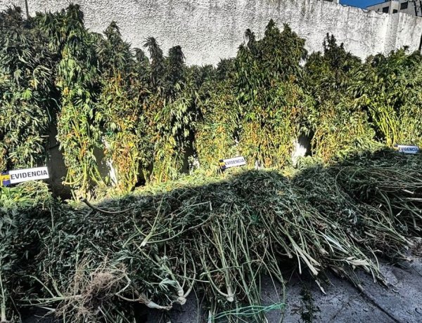 (VIDEO) PDI incauta plantas de marihuana en Longaví, Retiro y San Clemente