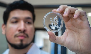 Investigadores crean hidrogel a base de veneno de avispa que cura lesiones de pie diabético