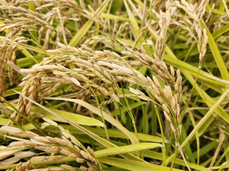 Nueva variedad de arroz chileno impulsa ahorro de agua y sostenibilidad en el centro sur