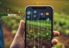 INIA desarrolla innovador “Reporte Digital” para optimizar la calidad y exportación de arándanos chilenos