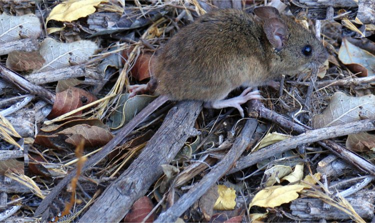Hantavirus: una enfermedad latente que vuelve preocupar