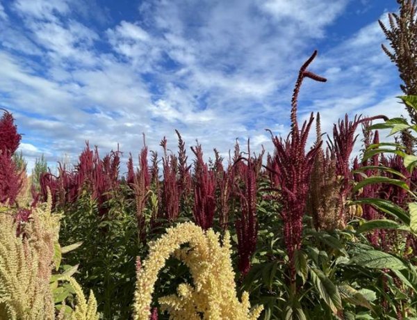 Del cultivo manual a la mecanización: proyecto apoyado por FIA busca transformar la producción de amaranto en el Maule