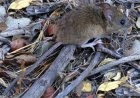 Académica valora el alcance de la alerta por hantavirus: “es una medida preventiva; no significa que estemos frente a una epidemia”