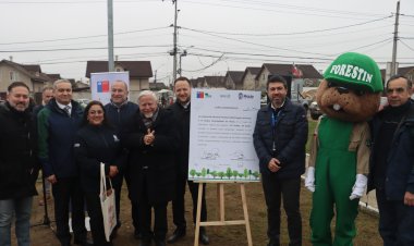 CONAF y Municipalidad de Maule lanzan programa "Mi Pueblo, Mi Árbol" para impulsar la arborización con especies nativas