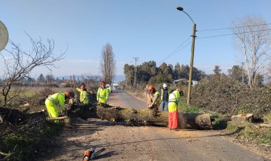 Linares: Dirección de Vialidad efectúa retiro de árboles sin vida en Ruta San Antonio-San Víctor Álamos