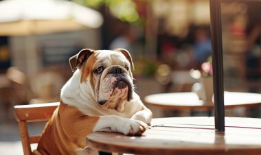 ¿Tu perro tiene obesidad? Experta explica cómo detectarlo y prevenirlo