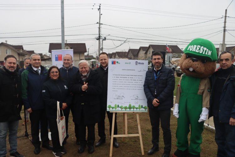 CONAF y Municipalidad de Maule lanzan programa "Mi Pueblo, Mi Árbol" para impulsar la arborización con especies nativas