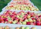 "Machucón" en manzanas reduce hasta un 12% la producción exportable