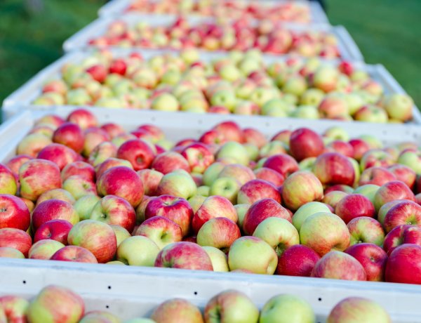 "Machucón" en manzanas reduce hasta un 12% la producción exportable