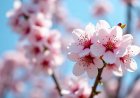 Primavera más lluviosa: efectos posibles en la fruticultura y en el agua de riego
