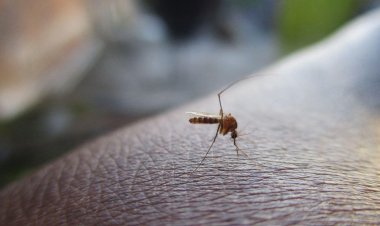 Cómo prevenir el dengue y otras enfermedades transmitidas por mosquitos
