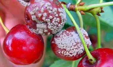 Aceite de semillas de uva ozonizado: la apuesta del Maule para proteger las cerezas de los hongo