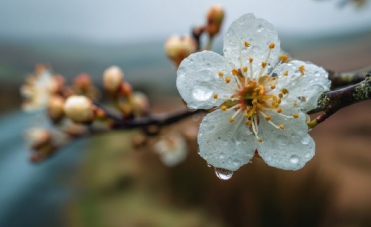 Lluvias primaverales podrían dañar la floración de frutales afectando su producción