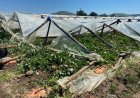 INDAP despliega operativo en terreno en la Región del Maule para evaluar daños por temporal y coordinar medidas de apoyo a agricultores