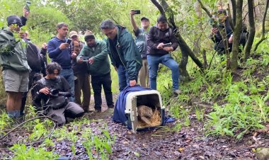 Güiña vuelve a su hábitat tras ser rehabilitado en Centro de Rescate de Hacienda Cauquenes