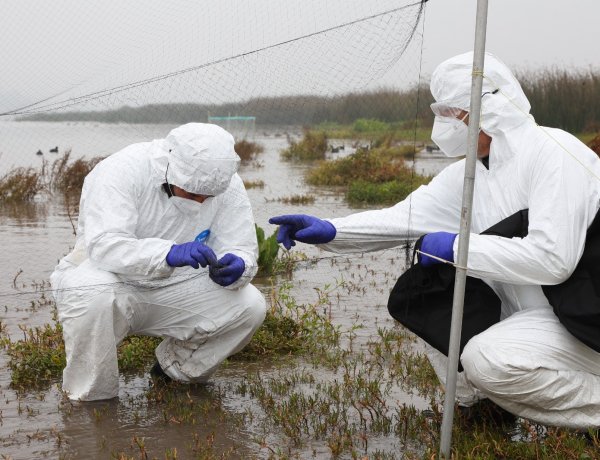 Fenómeno de El Niño y caso de influenza aviar en Perú elevan la alerta del SAG y refuerzan la vigilancia sanitaria