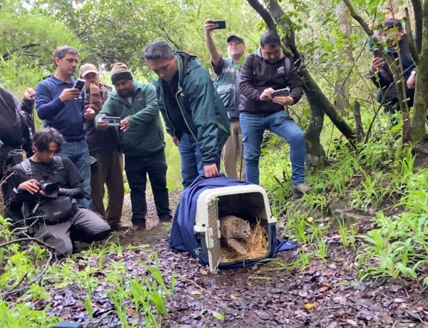 Güiña vuelve a su hábitat tras ser rehabilitado en Centro de Rescate de Hacienda Cauquenes