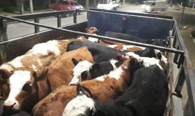 Recuperan vacunos robados a ex gobernador Luis Suazo Roca