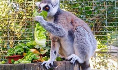 Lémures de cola amarilla se unen a la familia del zoológico linarense