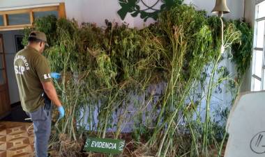 Fiscal D’Agostini: En Chile no es legal el auto cultivo de marihuana