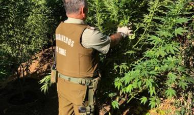 Nuevos decomisos de marihuana en la provincia de Linares
