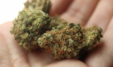 PDI detiene a profesora por cultivo marihuana