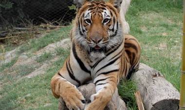 Extienden arriendo para funcionamiento de zoológico “Casa Noé, Mundo Animal”