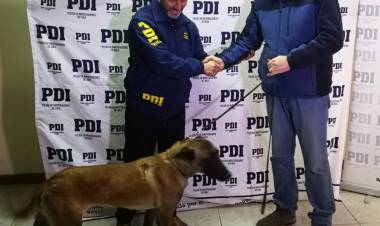Bicrim de la PDI Linares recupera perra pastor belga malinois tasada en 800 mil pesos