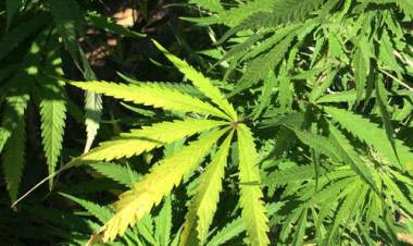 Decomisan mil 197 matas de marihuana desde el Polígono de Tiro de la Escuela de Artillería de Linares